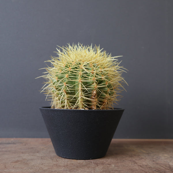 金鯱　自来也 キンシャチ EC2669 – TaiShoDo ONLINE SHOP