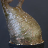 P.グラキリス 1969