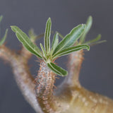 P.グラキリス 1969