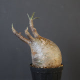 P.グラキリス 1938