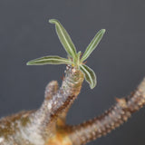 P.グラキリス 1938