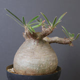 P.グラキリス G10