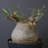 P.グラキリス G10