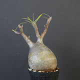 P.グラキリス 2010