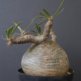 P.グラキリス G10