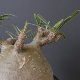 P.グラキリス G10