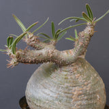 P.グラキリス G10