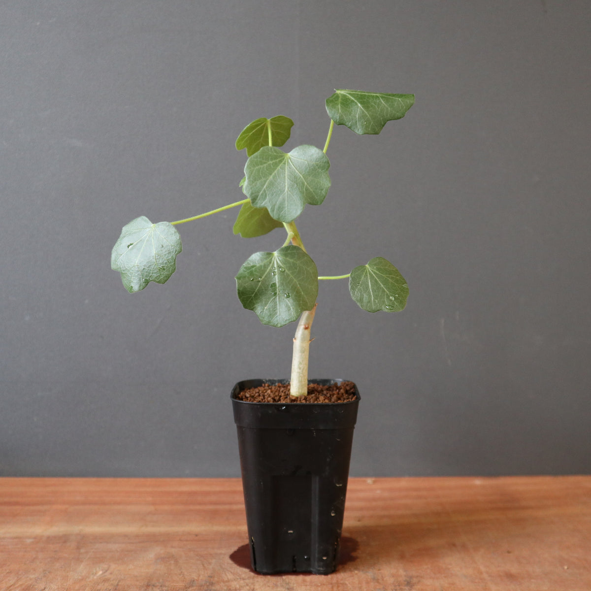 TaiShoDo ONLINE SHOP 塊根植物 多肉植物通販