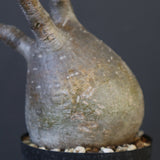 P.グラキリス 2010