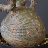 P.グラキリス G10