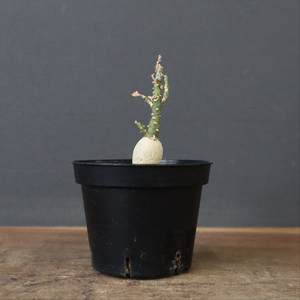 A.ペチュエリー(実生) 24