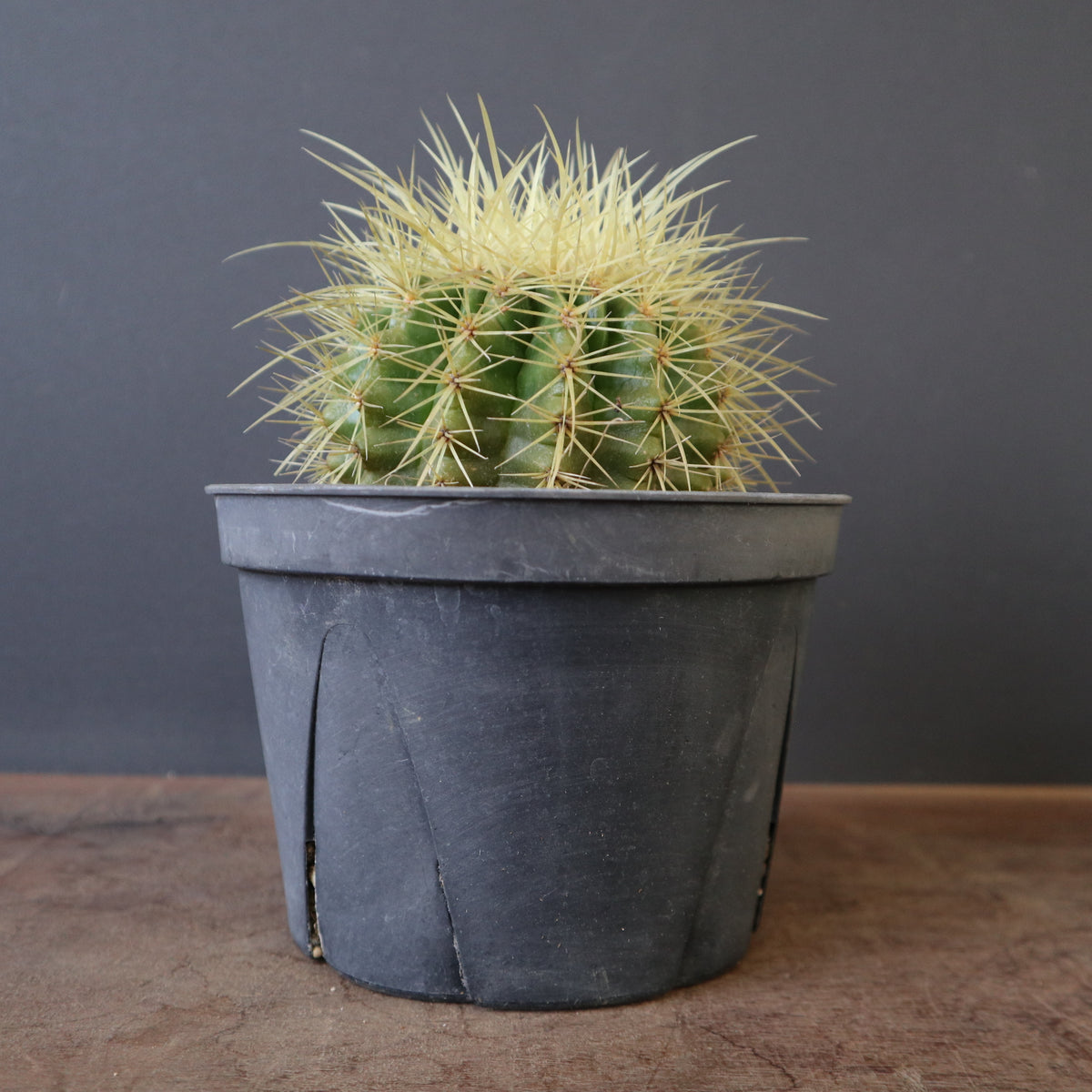 サボテン – TaiShoDo ONLINE SHOP