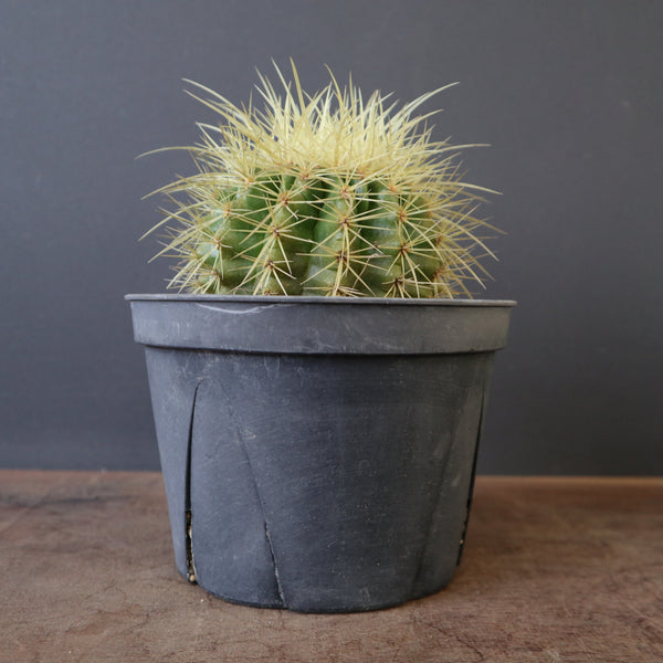 サボテン – TaiShoDo ONLINE SHOP