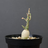 A.ペチュエリー(実生) 24