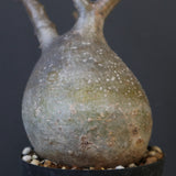 P.グラキリス 2010