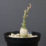 A.ペチュエリー(実生) 24