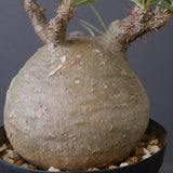 P.グラキリス G10