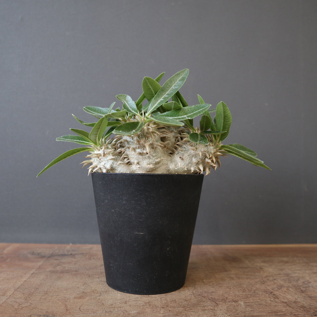 塊根植物 – 18ページ目 – TaiShoDo ONLINE SHOP