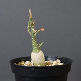 A.ペチュエリー(実生) 24