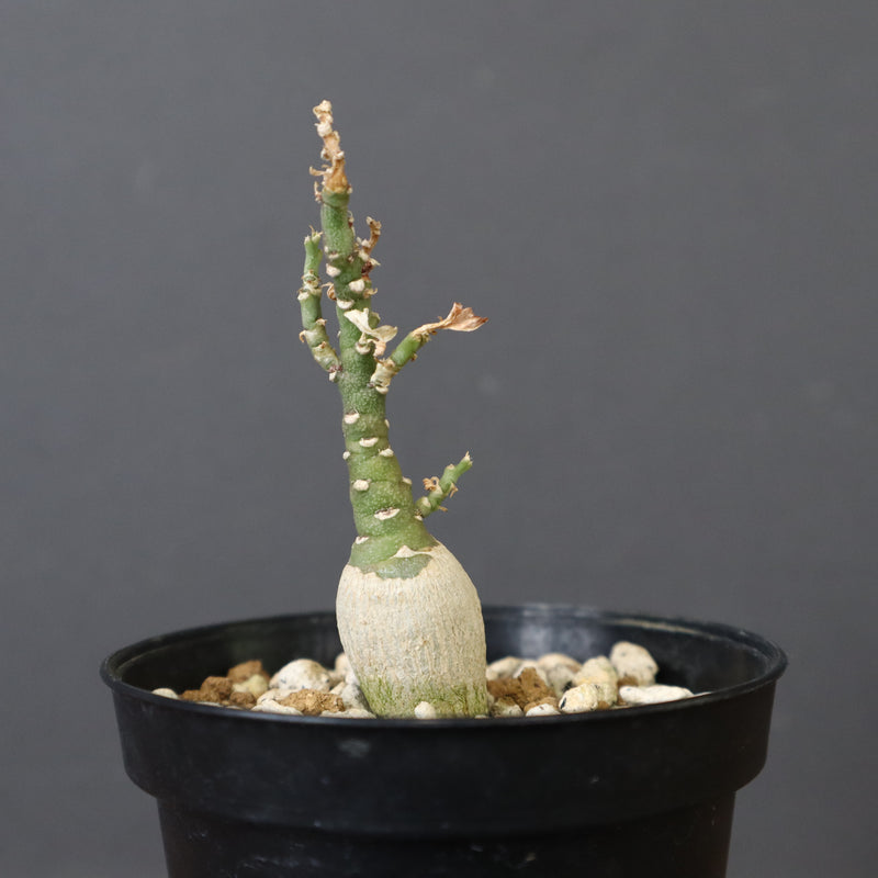 A.ペチュエリー(実生) 24