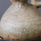 P.グラキリス G10