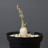 A.ペチュエリー(実生) 24