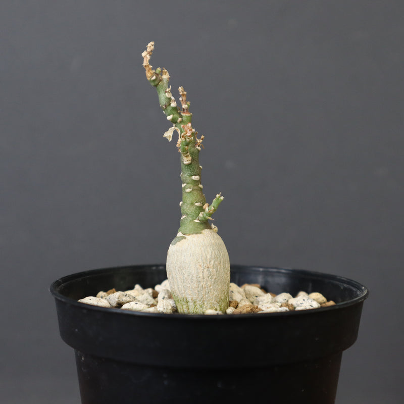 A.ペチュエリー(実生) 24