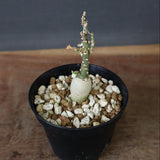 A.ペチュエリー(実生) 24