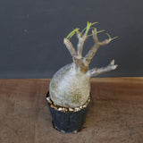 P.グラキリス 2010