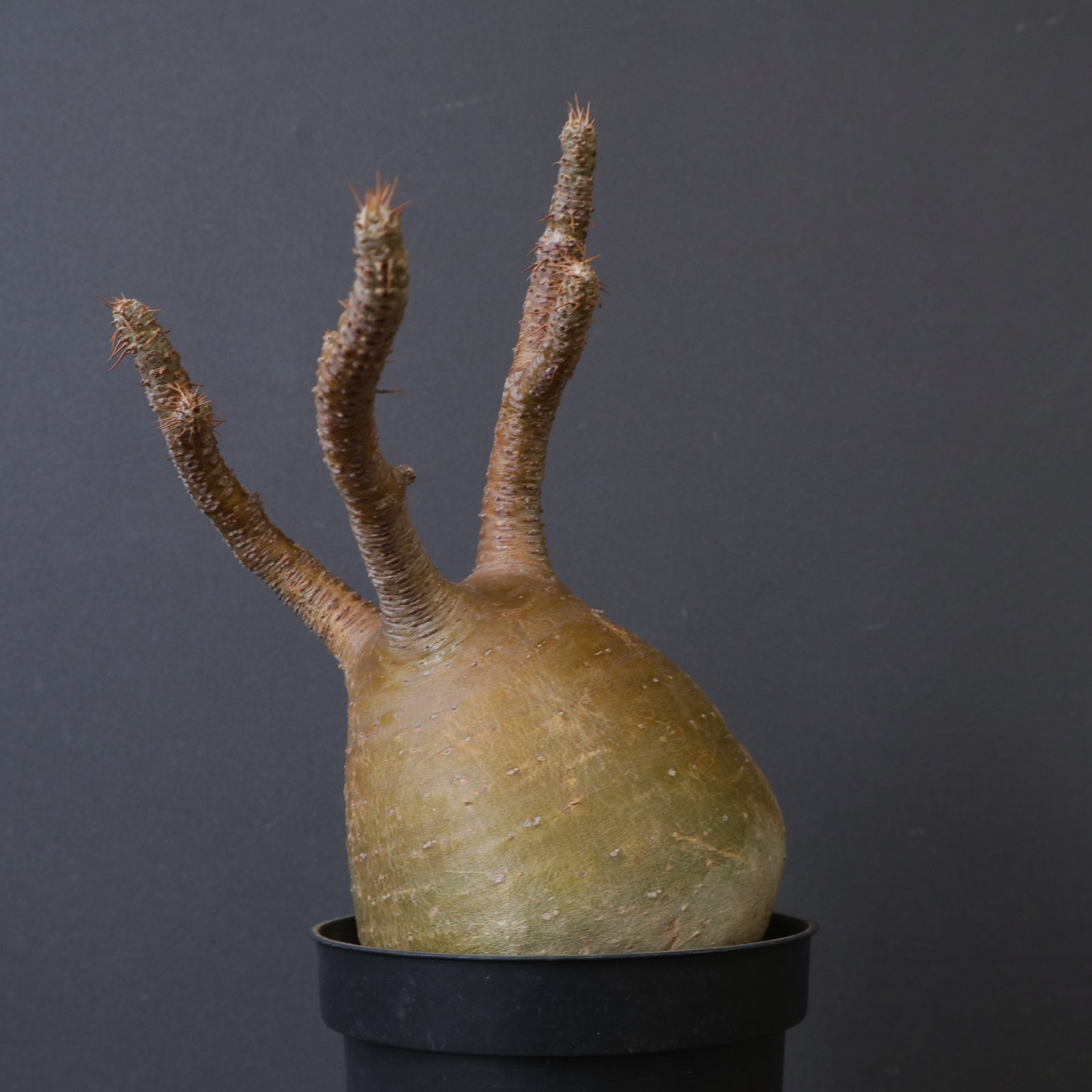 P.グラキリス 1553 – TaiShoDo ONLINE SHOP