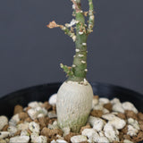 A.ペチュエリー(実生) 24