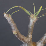 P.グラキリス 2010