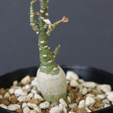 A.ペチュエリー(実生) 24