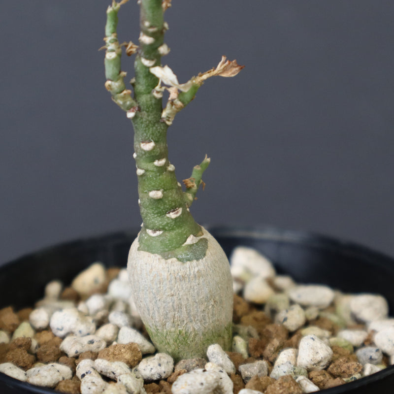 A.ペチュエリー(実生) 24