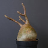 P.グラキリス 1553