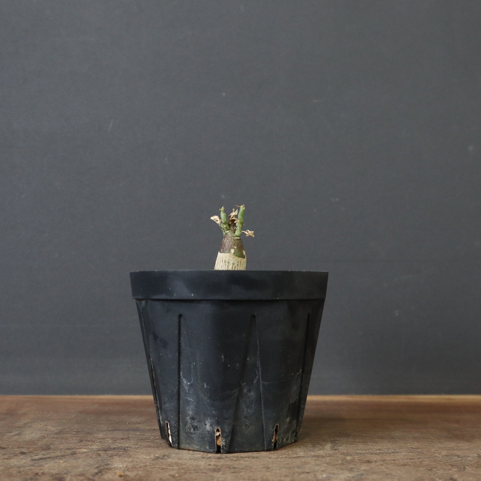 A.ペチュエリー(実生) 29 – TaiShoDo ONLINE SHOP