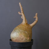 P.グラキリス 1553