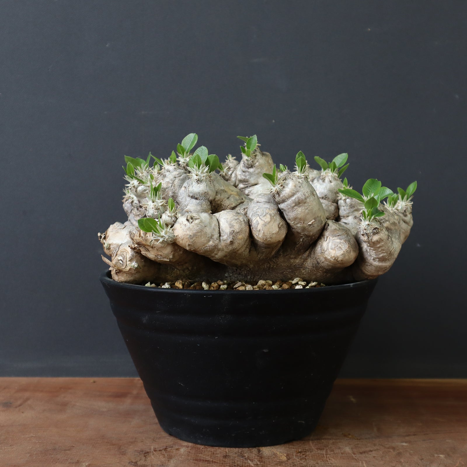 ブレビカウレ　恵比寿笑い　大株 P.ブレビカウレ（恵比寿笑い） 3 – TaiShoDo ONLINE SHOP