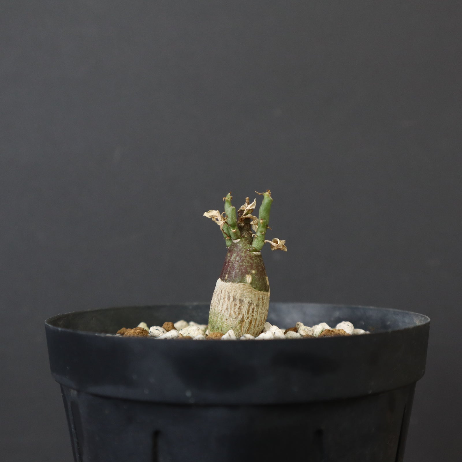 A.ペチュエリー(実生) 29 – TaiShoDo ONLINE SHOP