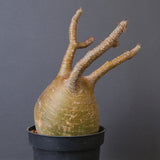 P.グラキリス 1553