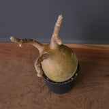 P.グラキリス 1553