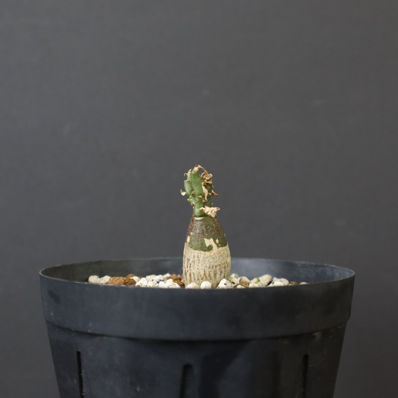 A.ペチュエリー(実生) 29 – TaiShoDo ONLINE SHOP