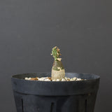 A.ペチュエリー(実生) 29