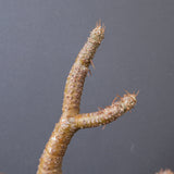 P.グラキリス 1553