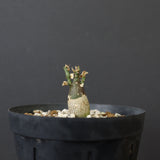 A.ペチュエリー(実生) 29