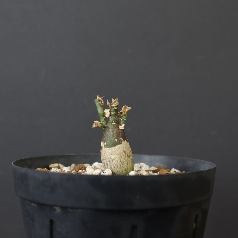 A.ペチュエリー(実生) 29