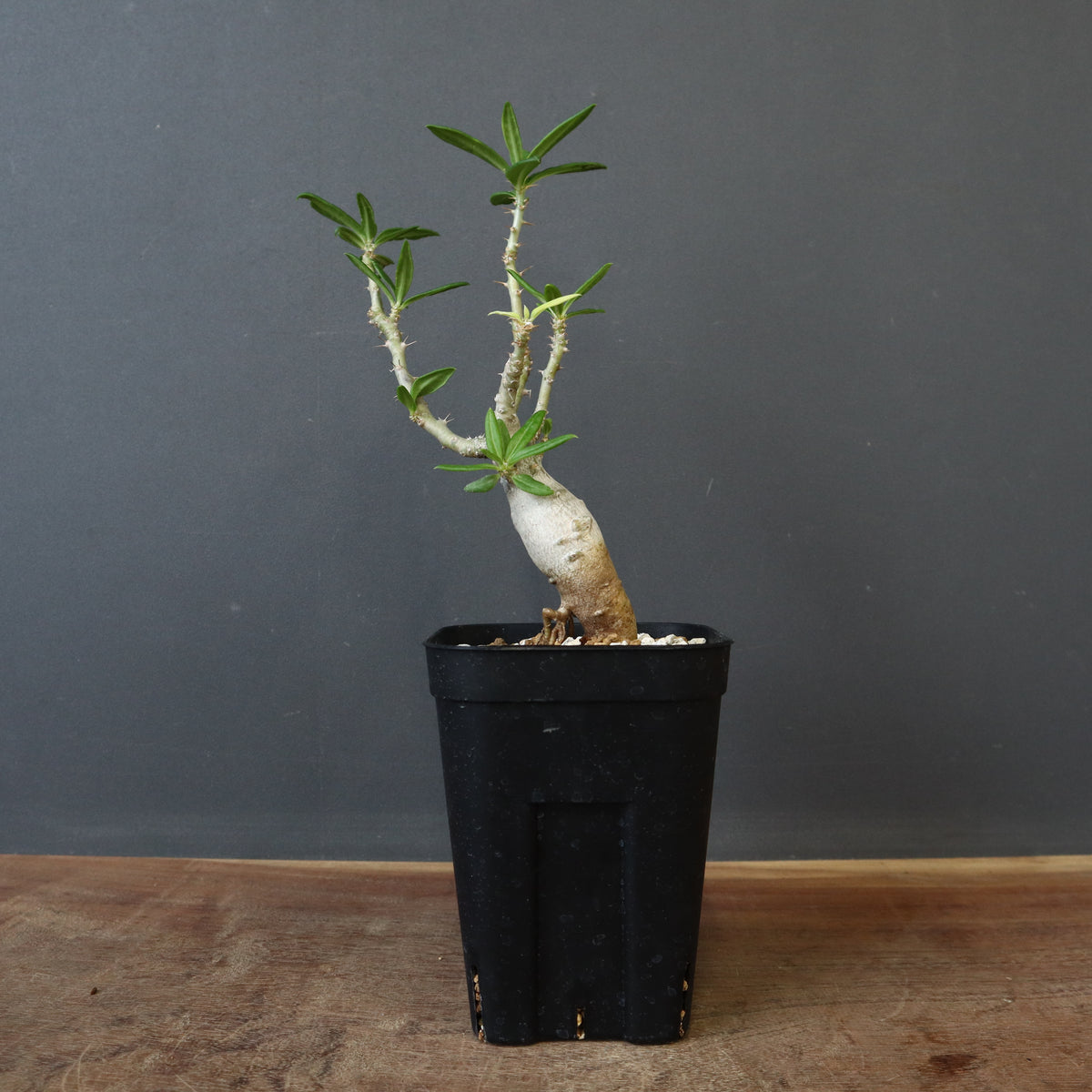 選抜実生株 新商品 – 17ページ目 – TaiShoDo ONLINE SHOP