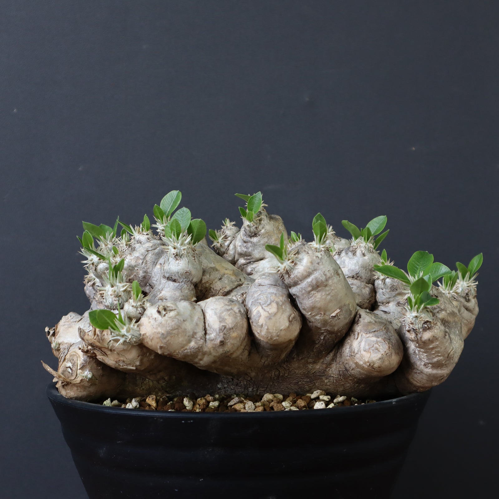 P.ブレビカウレ（恵比寿笑い） 3 – TaiShoDo ONLINE SHOP