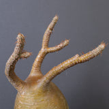 P.グラキリス 1553