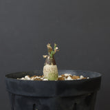 A.ペチュエリー(実生) 29